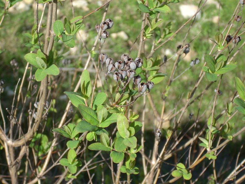 arbusto - Hypericum hircinum